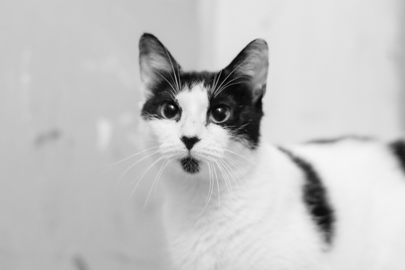 noir et blanc chatte pics mature lesbienne HD tube