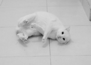 Fripon