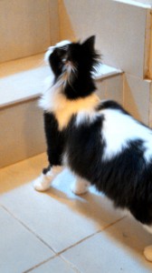 Sybelle2