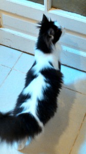 Sybelle3