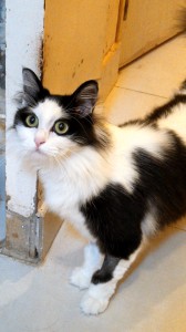 Sybelle4