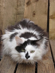 domino