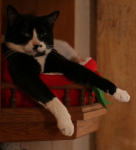 NOEL2