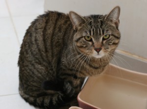 Titou