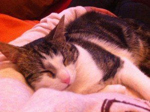 photo(11)