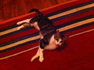 photo(12)