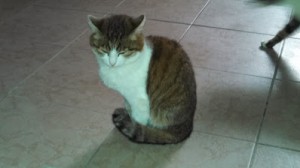 polly