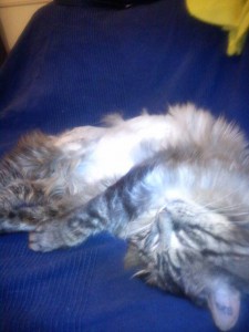 tigrou neww