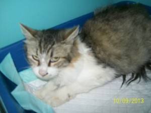 yuki