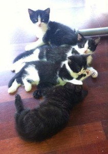 bébés lady