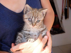 chaton