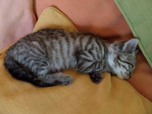 chaton1