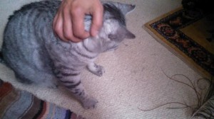 shasha3