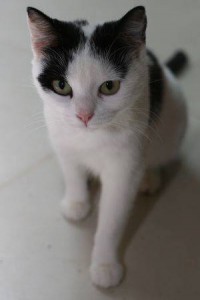 elya