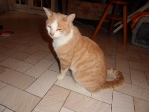 SAMSUNG DIGITAL CAMERA