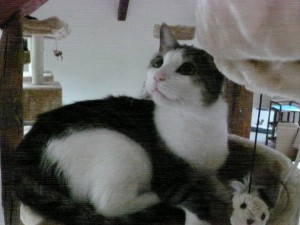 arthur 1