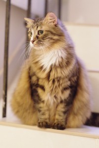 chloee