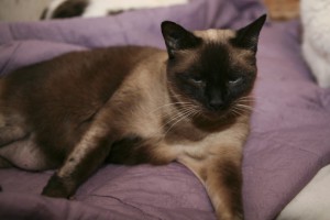 moussette1