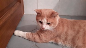 ROUKI5