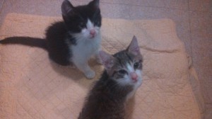 bebes