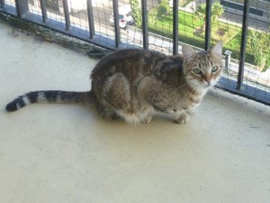 gustave adopté