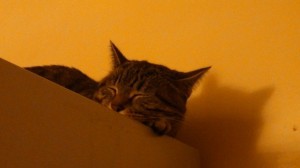 titou