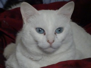 scarlettnew