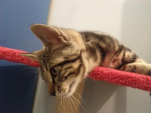 chaton1