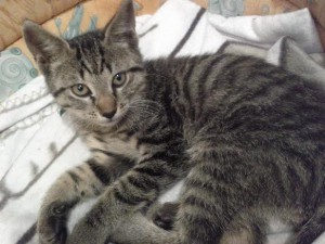 chaton2