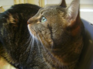 DIGITAL CAMERA