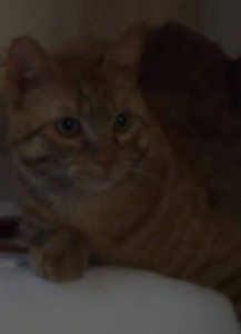 doudou