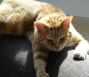 eliot