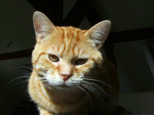 elliott2