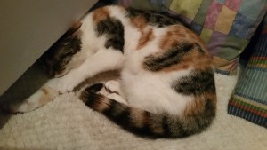 downloadfile-17
