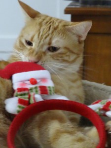 Noel6