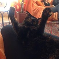 evora