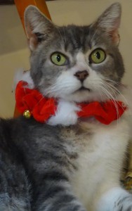 noel
