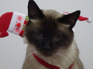 noel1