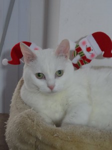 noel3