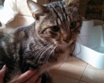 charchar