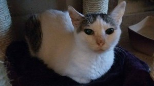 sybelle