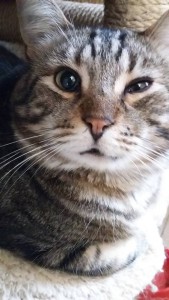 bouille2