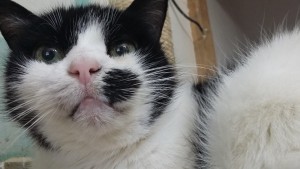 bouille4