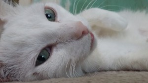 bouille5