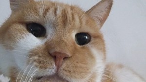 bouille6