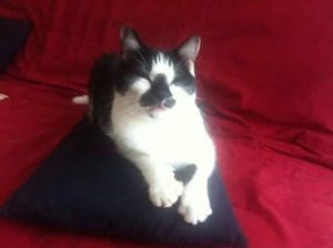 fiv