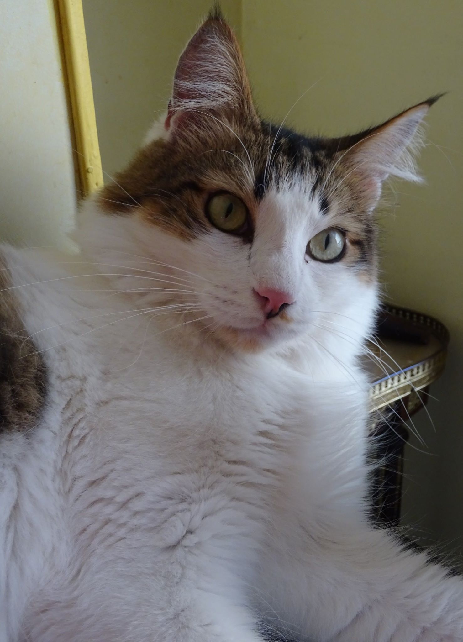 felin tacheté en 4 lettres