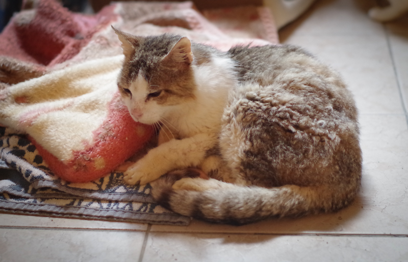 Doudou est un adorable chat. Abandonné par ses anciens propriétaires car trop vieux. Doudou est un chat très très câlin !