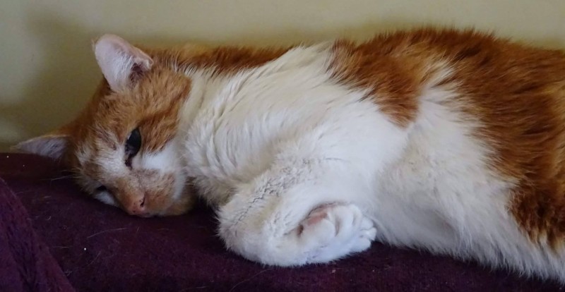 Gribouille estun sénior. Il était sans foyer, après avoir été déposé chez un vétérinaire. Agé de plus de 17 ans. Gribouille apprécie le calme et les câlins. Il est médicalisé pour une pancréatite. C'est un gentil chat qui profite enfin, d'une retraite paisible.