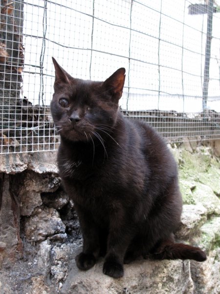 Miou-Miou est décédé à plus de 15 ans. Il avait de la tension artérielle, surtout dans l’œil. À l’hospitalisation de sa bienfaitrice, il est arrivé chez Sauve avec 90 autres chats, dont Tinette. À cause de son état de santé, il avait dû être enuclé d’un œil. Suivi par un ophtalmologiste pour chat, le pauvre malheureux voyait comme dans un kaléidoscope… Chat craintif, il adorait aller dans la cour.